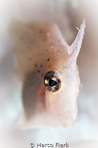 Baby File Fish, portrait by Marco Fierli 